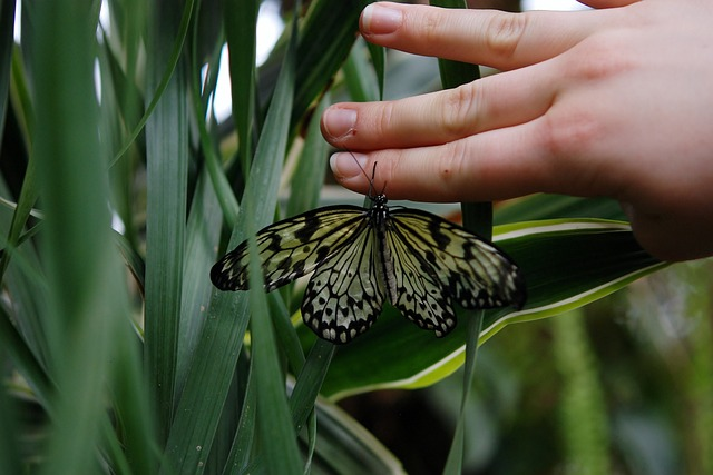 Butterfly, animal, hand