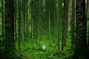 Person Walking Between Green Forest Trees