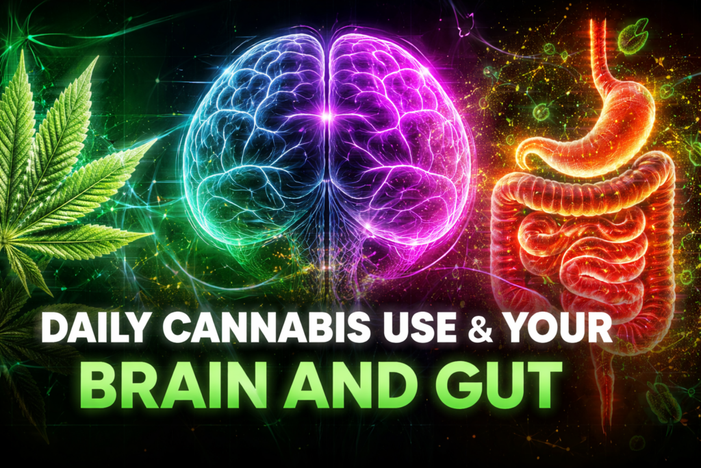 Illustration showing how daily cannabis use affects the brain and gut, highlighting the gut–brain axis, nervous system signaling, and chronic THC exposure.